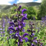 De Vénascle Inn Moustiers-Sainte-Marie