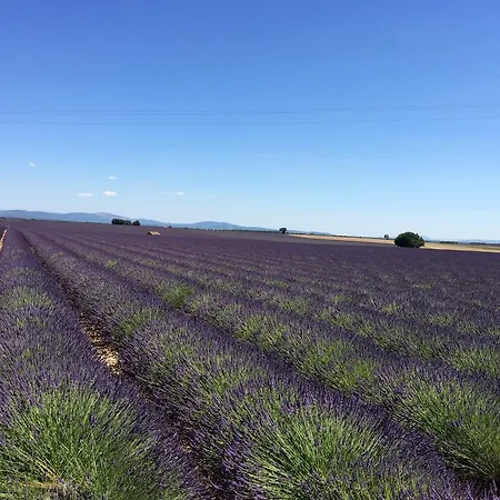 אורחן De Venascle *