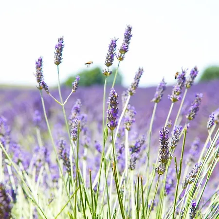 De Venascle אורחן *