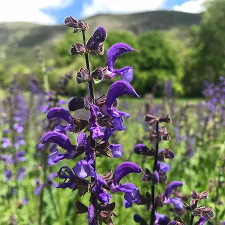 De Venascle Inn Moustiers-Sainte-Marie