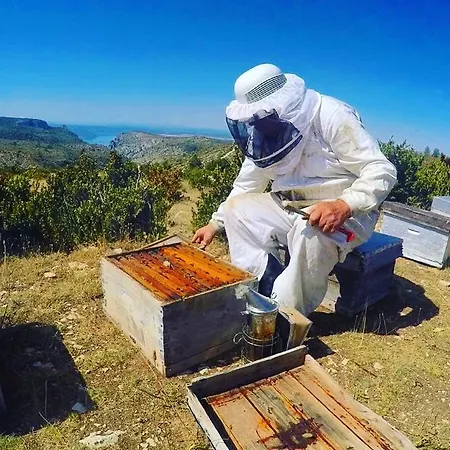 De Venascle אורחן *