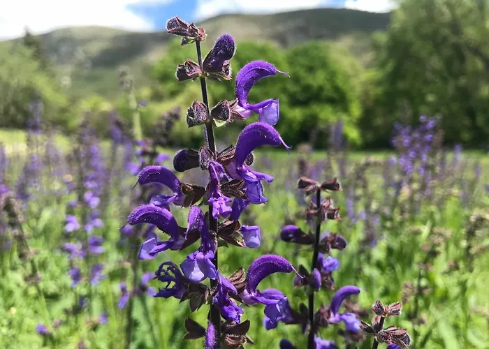 De Venascle אורחן מוסטיה-סן-מארי